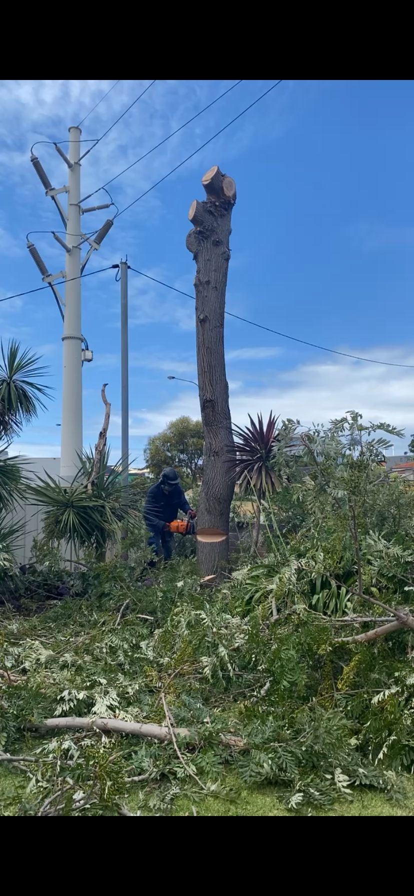 Riverside Tree Services Website